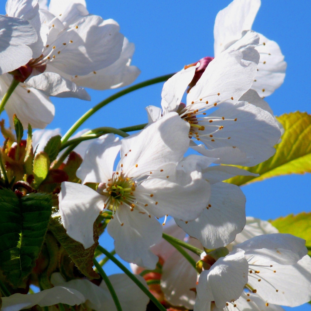 Белые цветы вишни с зелеными листьями на фоне голубого неба весной