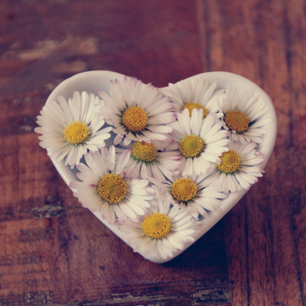 Белые ромашки в посуде в форме сердца