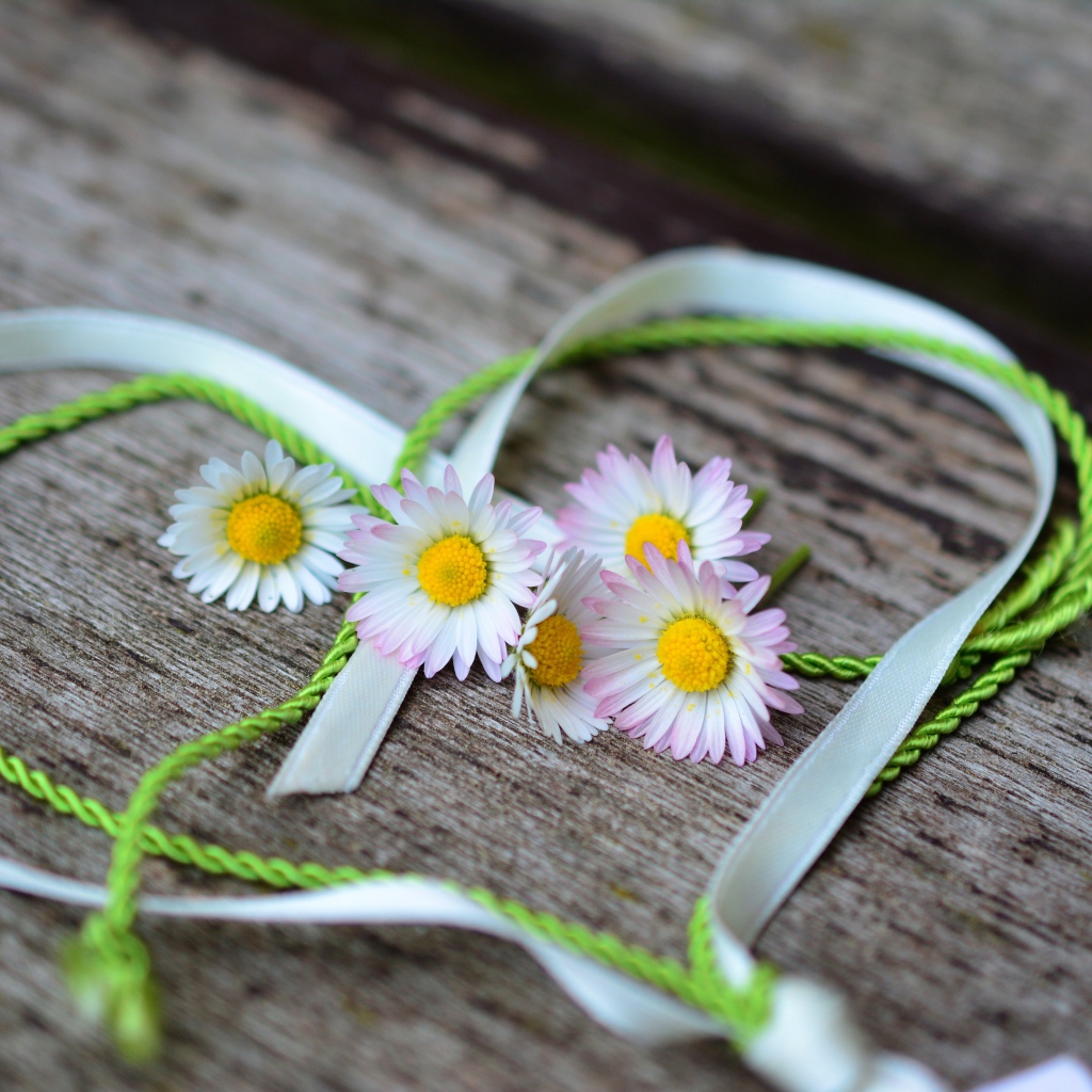 Белые маргаритки лежат на деревянной лавке с сердцем из ленты