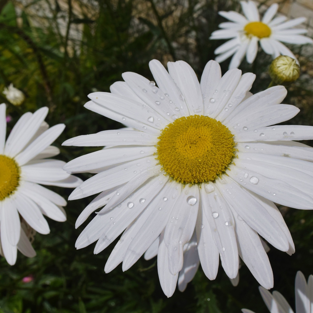 Белые ромашки с желтой серединкой с каплями воды на лепестках