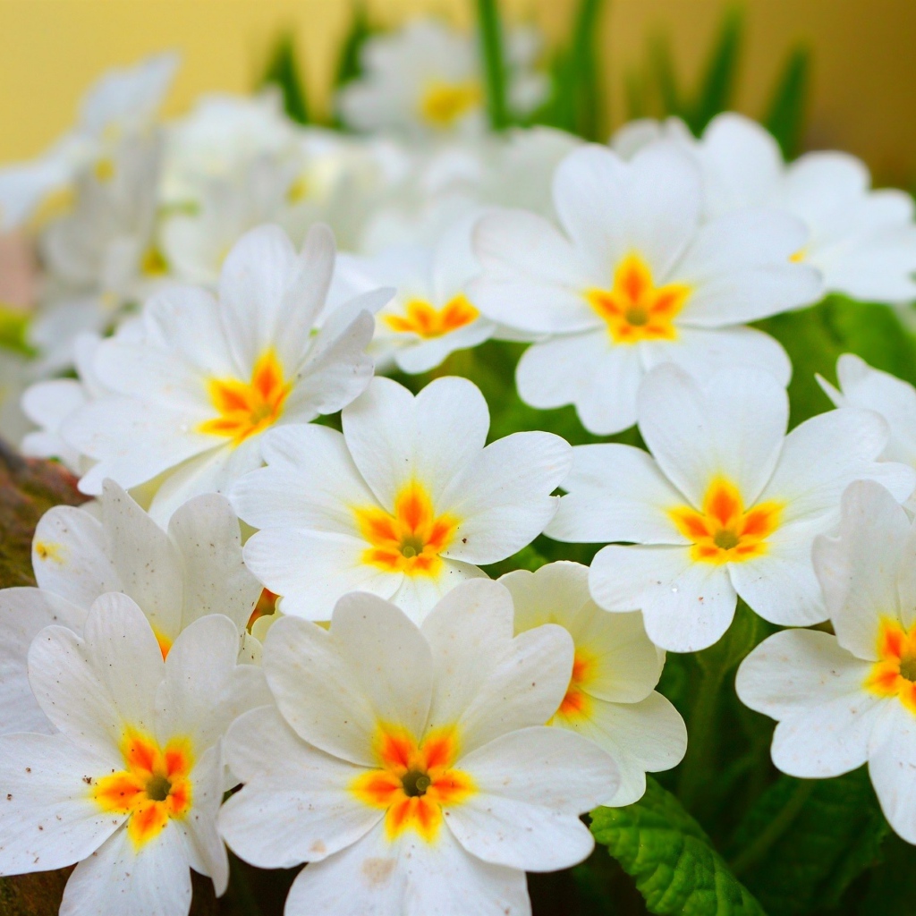 Белые нежные цветы комнатного цветка примула