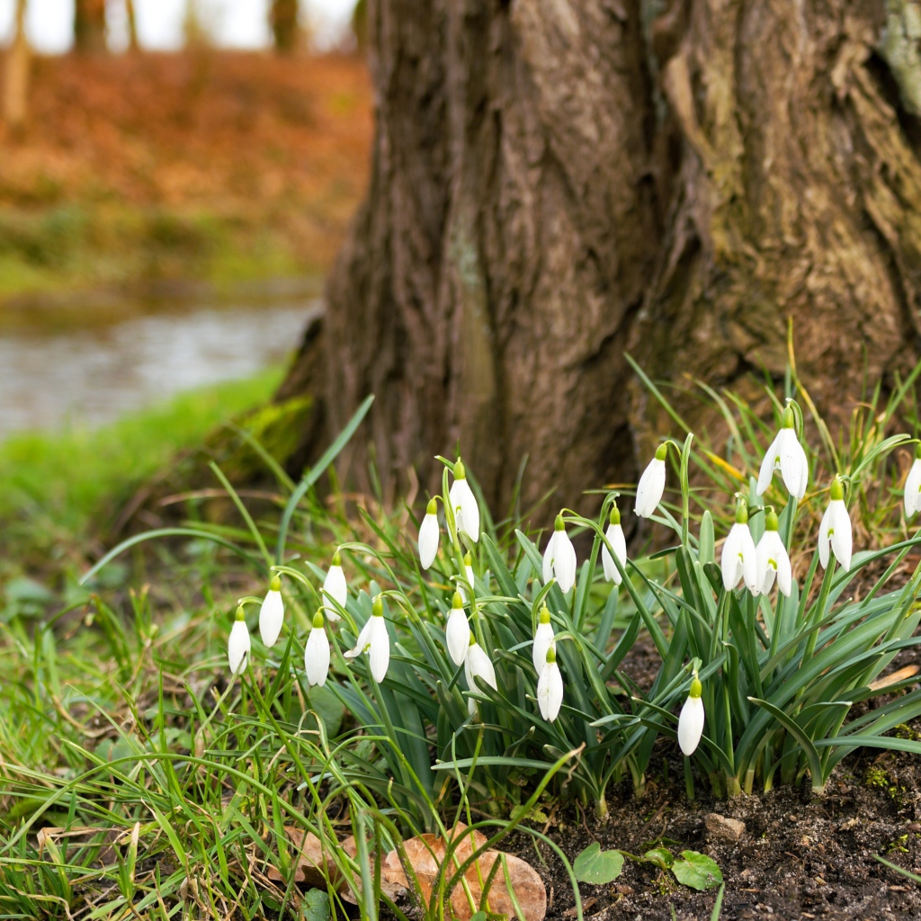 Белые первые весенние цветы подснежники под деревом