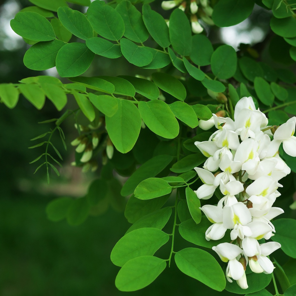Белые цветы акации с зелеными листьями крупным планом