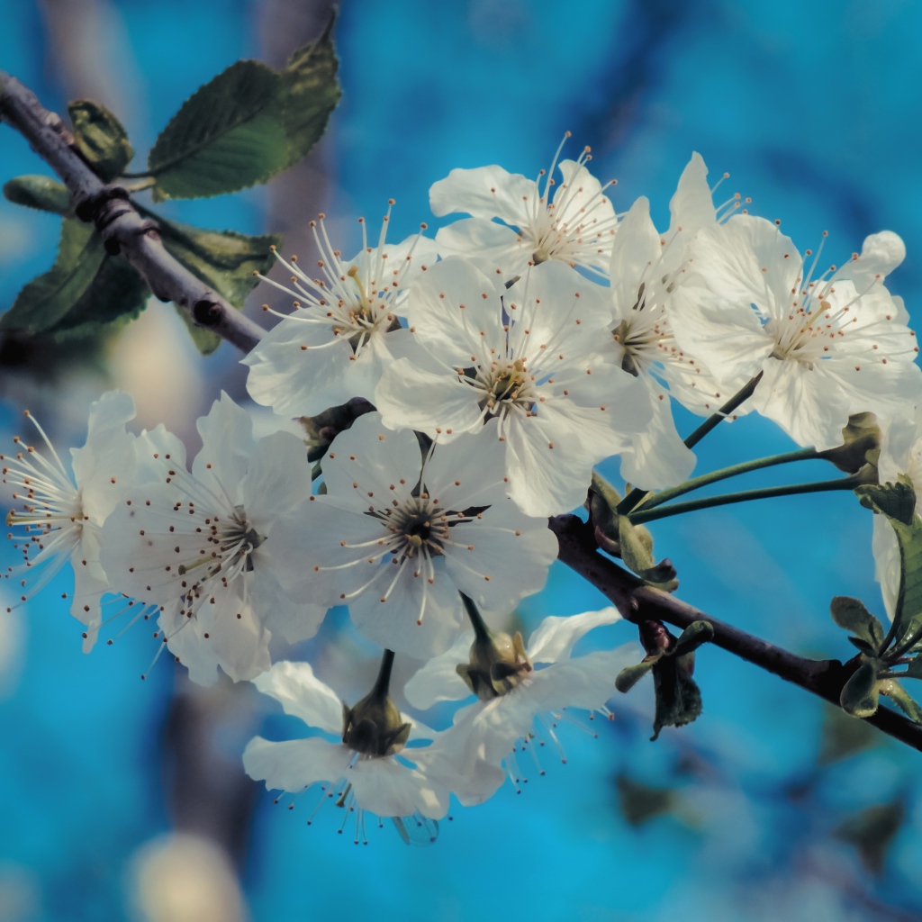 Белые цветы на ветке с зелеными листьями под голубым небом
