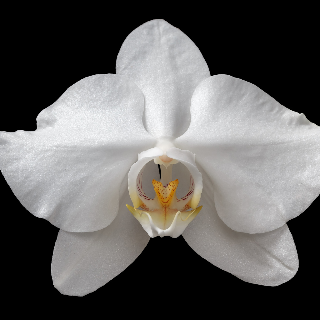 Белая орхидея на черном фоне крупным планом