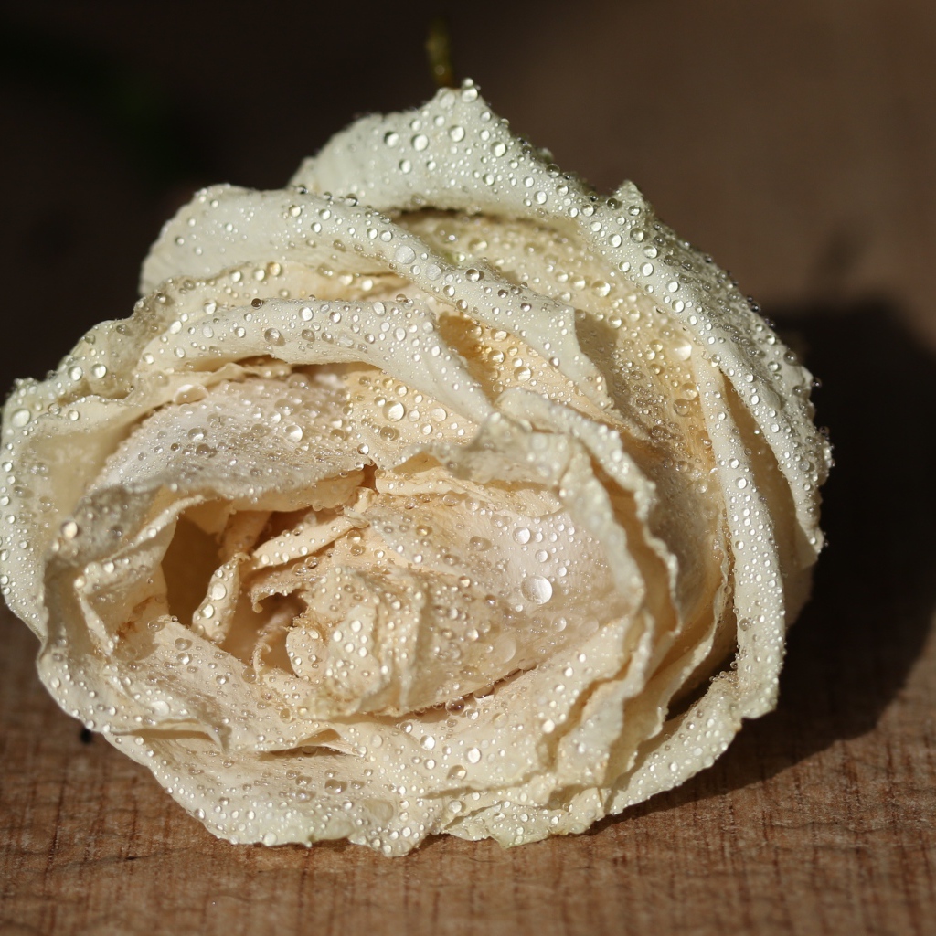 Белый цветок розы в каплях росы 