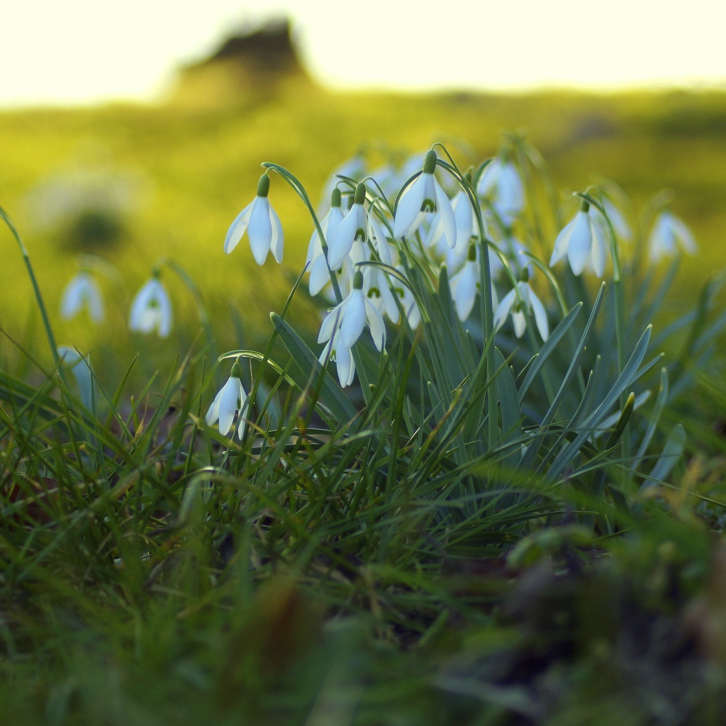Белые подснежники на поляне на зеленой траве