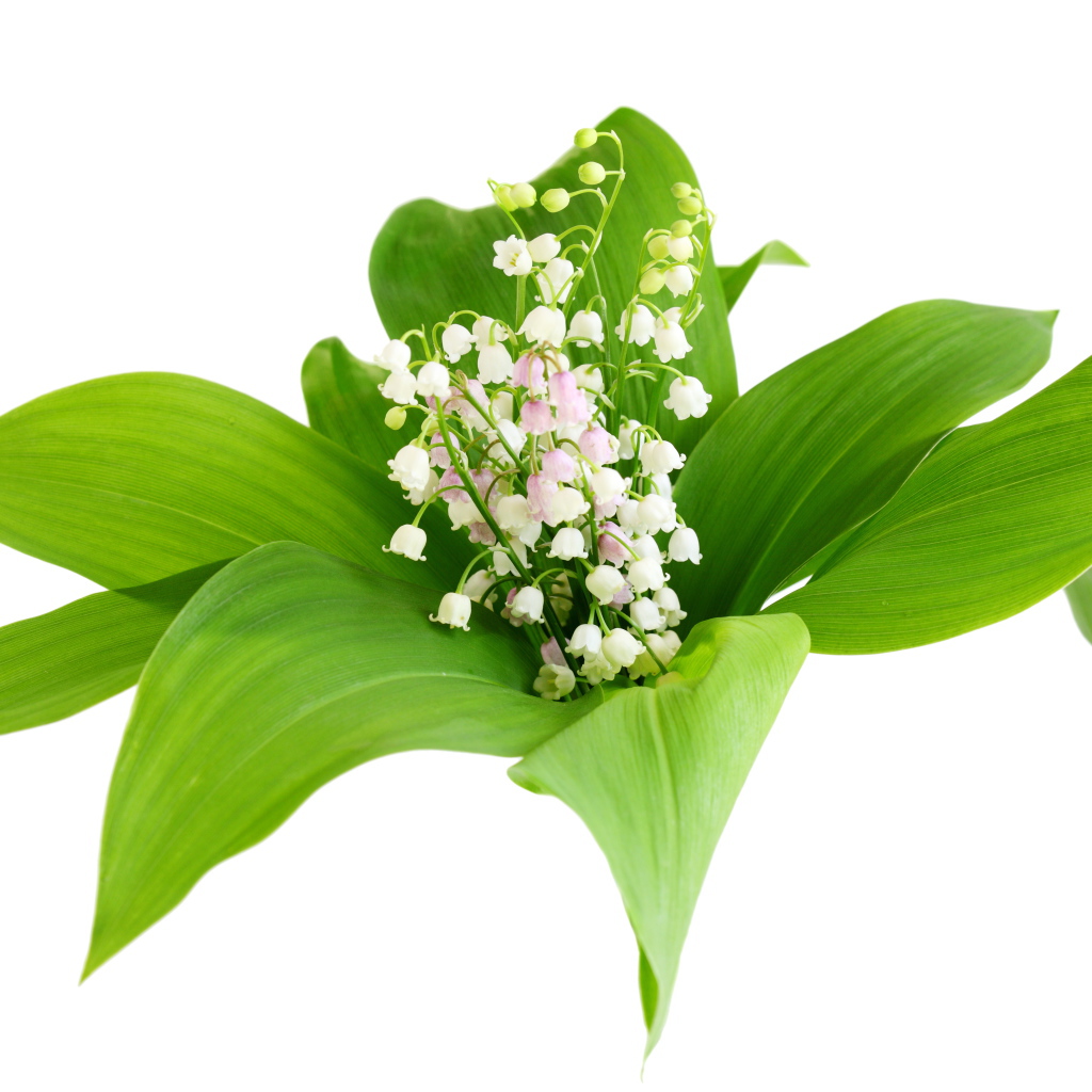 Белые нежные ландыши в зеленых листьях на белом фоне