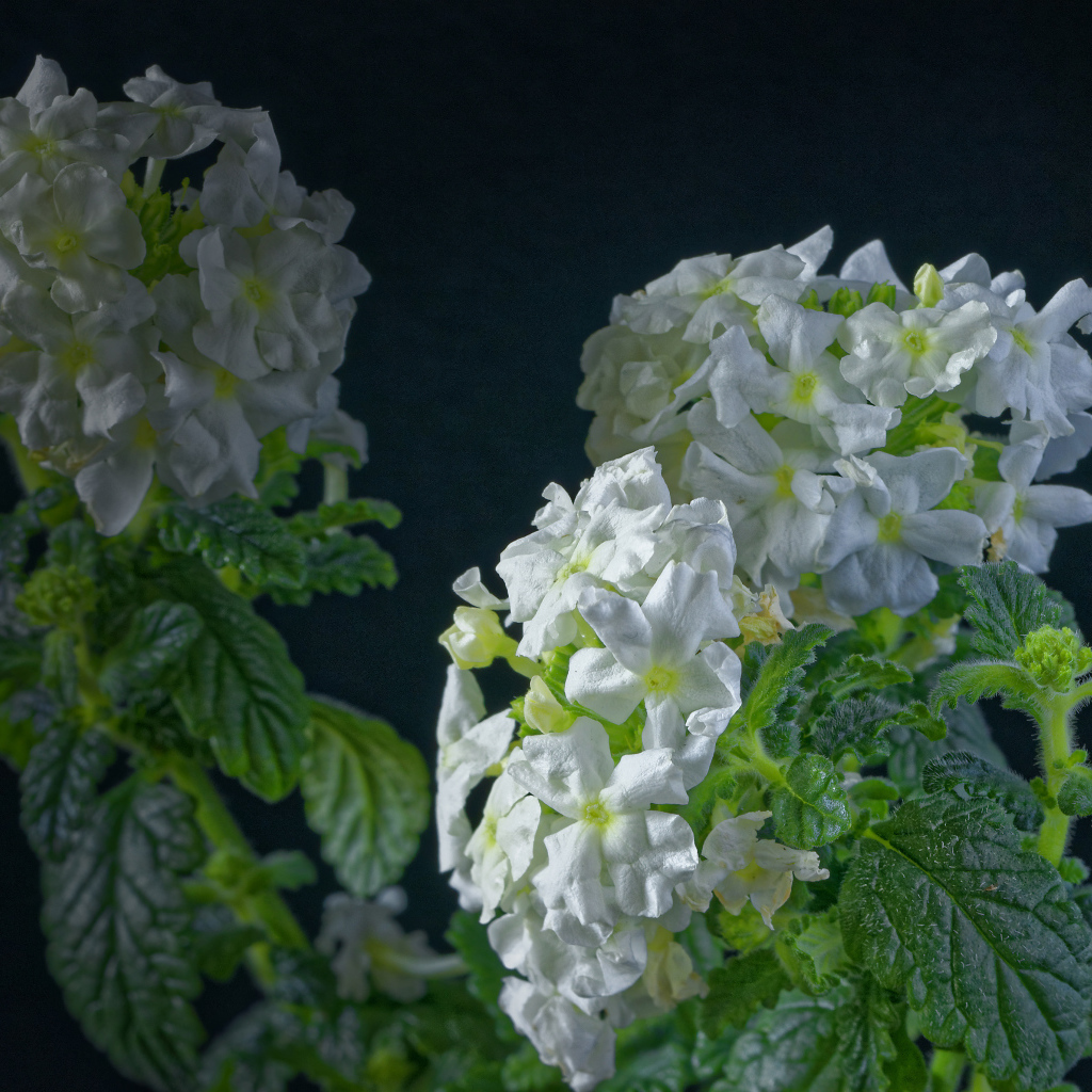 Белые цветы вербены на сером фоне