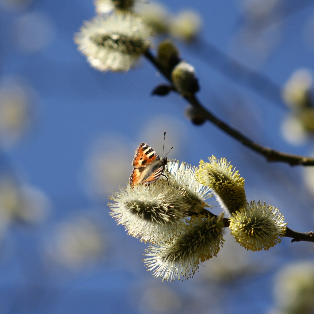 Ветки вербы с бабочкой в лучах солнца