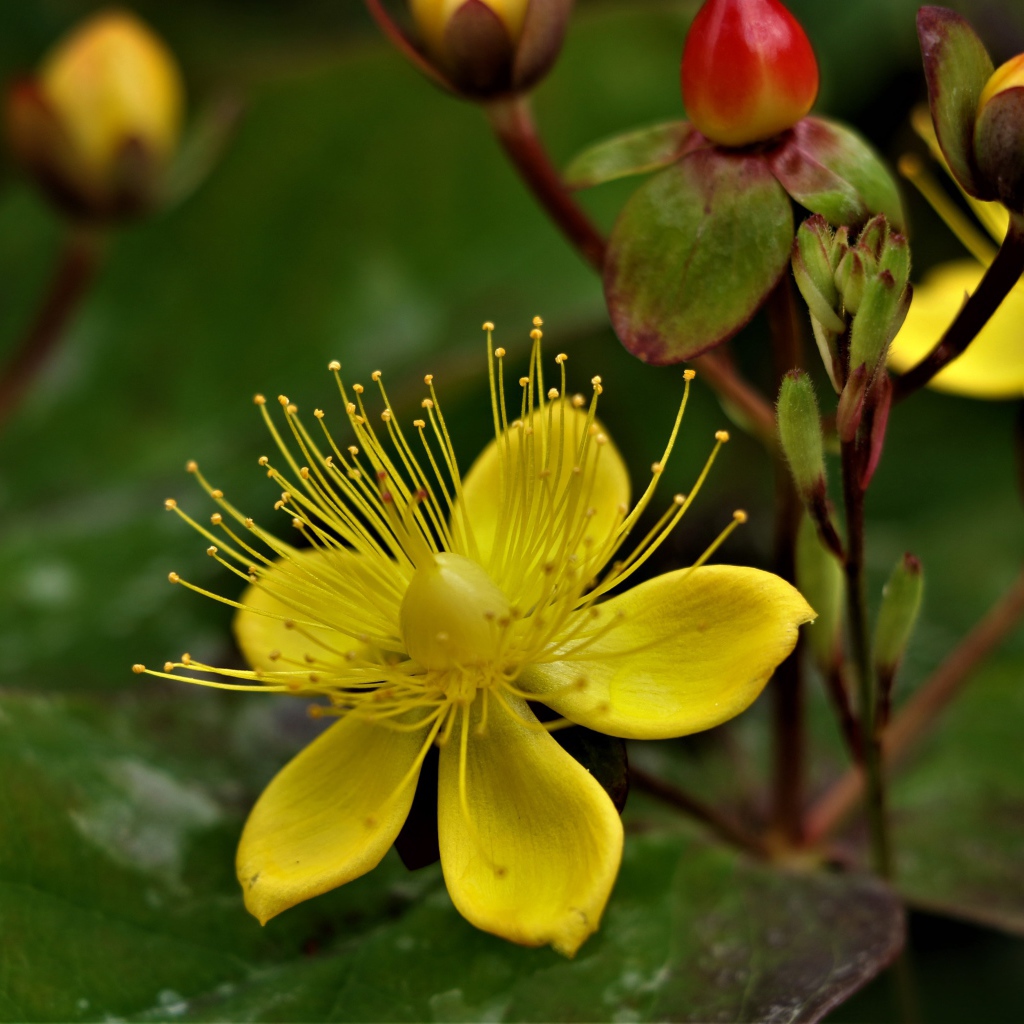 Желтый цветок зверобоя с бутонами 