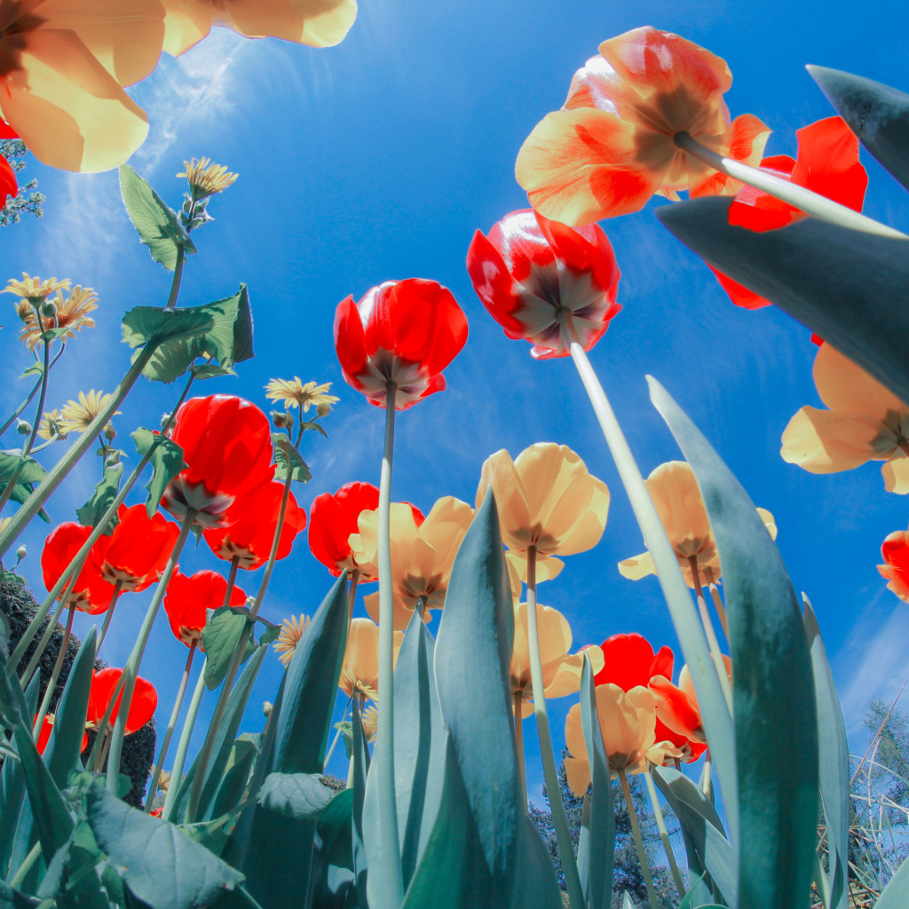 Желтые и красные тюльпаны на клумбе под голубым небом