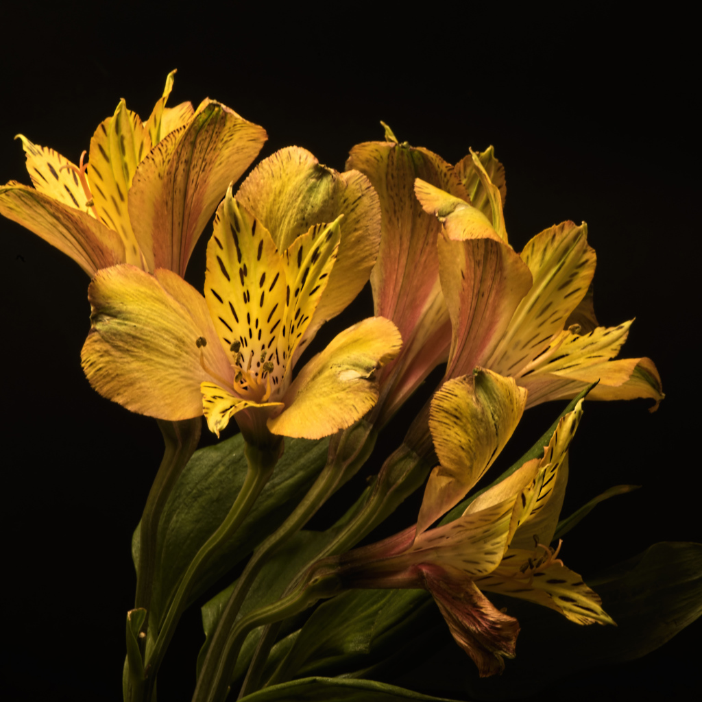 Желтые красивые цветы альстромерия на черном фоне