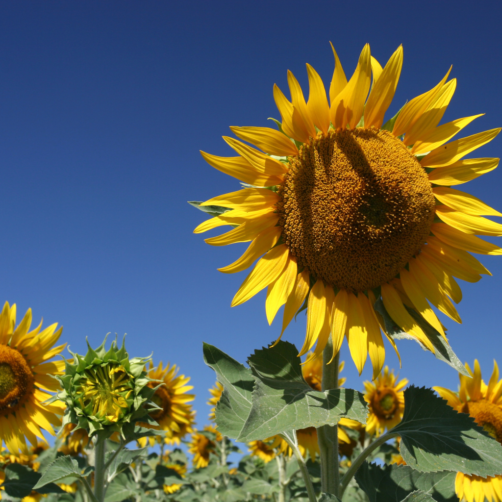 Желтые цветущие подсолнухи на фоне голубого неба