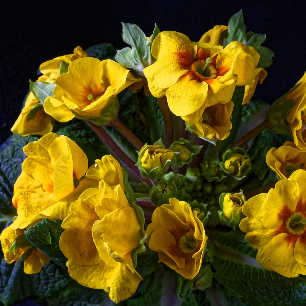 Желтые цветы комнатного цветка примулы крупным планом