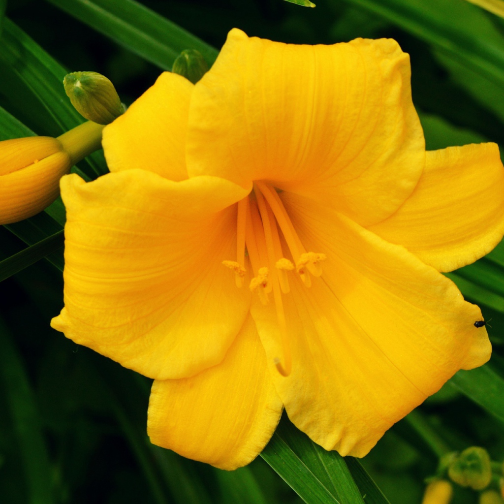 Желтая лилия с бутонами в зеленых листьях 