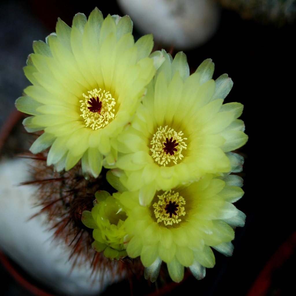 Желтые нежные цветы кактуса 