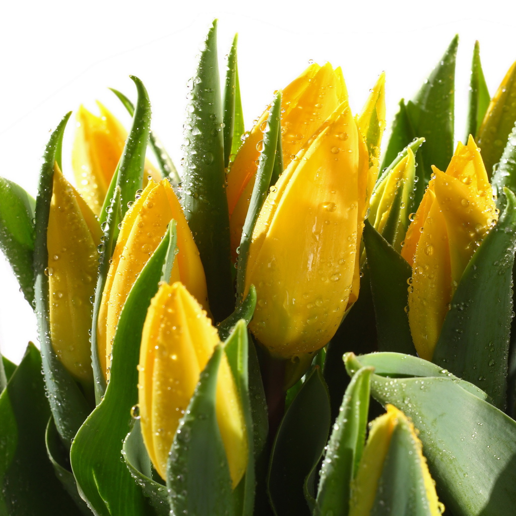 Желтые мокрые тюльпаны с зелеными листьями на белом фоне