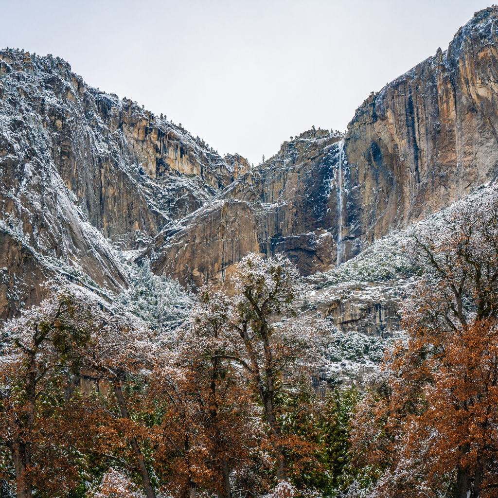 Деревья у высоких заснеженных гор 