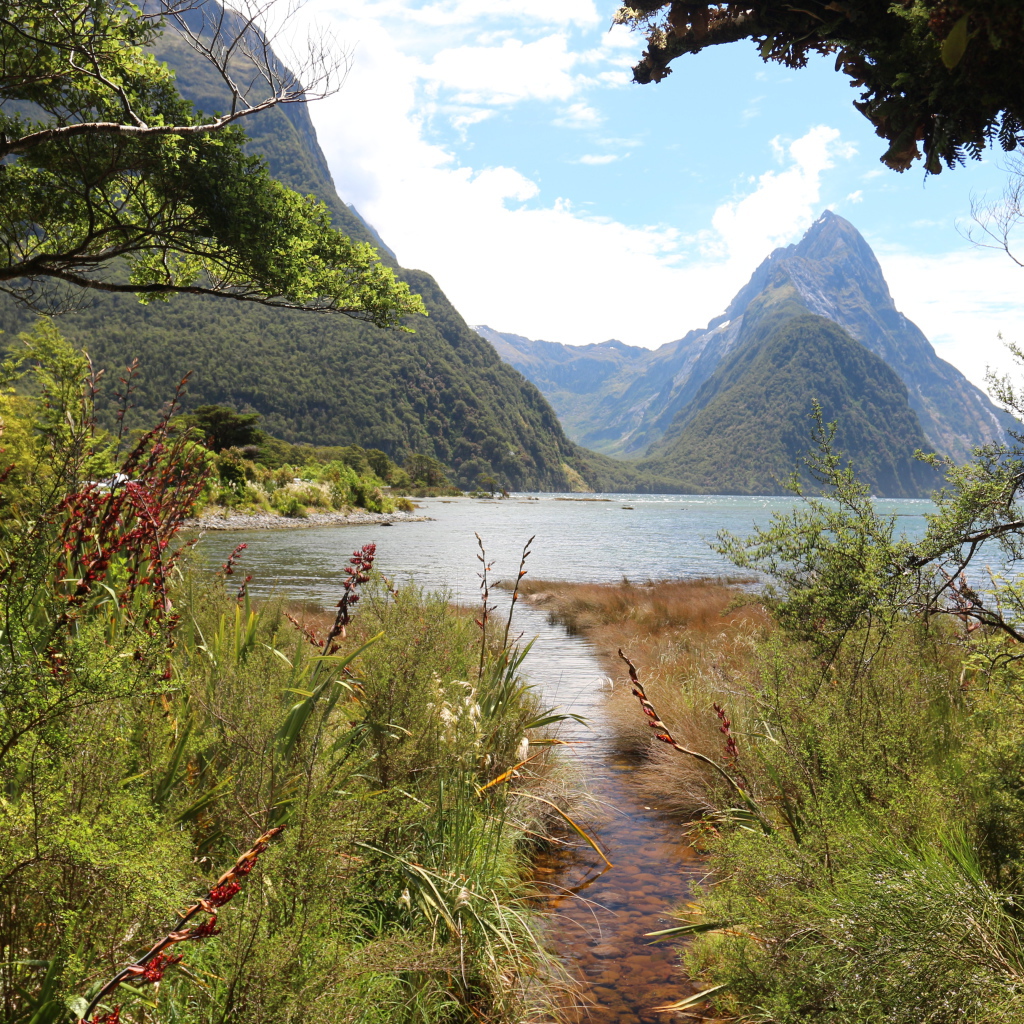 Вид на горы и озеро из лесных зарослей