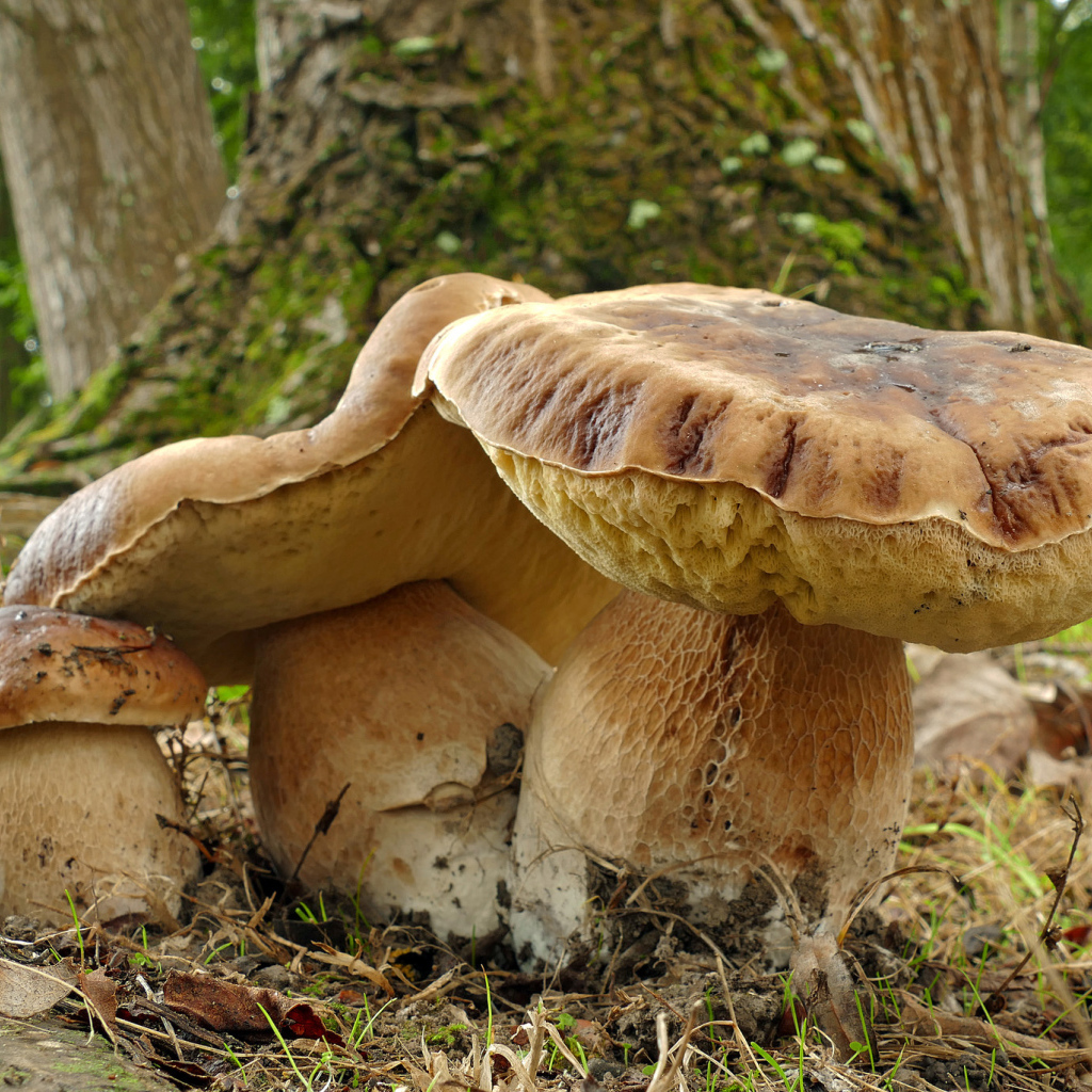 Большие грибы в лесу у дерева