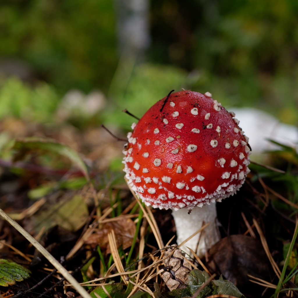 Красный гриб мухомор в траве осенью