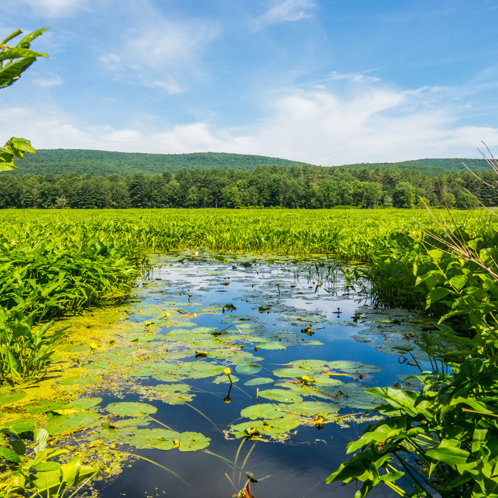 Речка покрыта водяными лилиями у леса