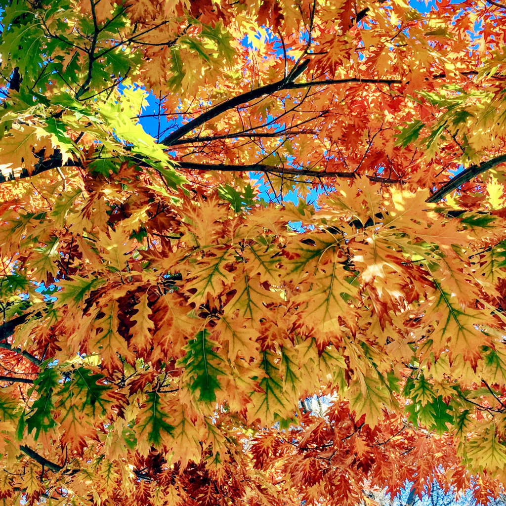 Яркие красивые осенние листья на дереве