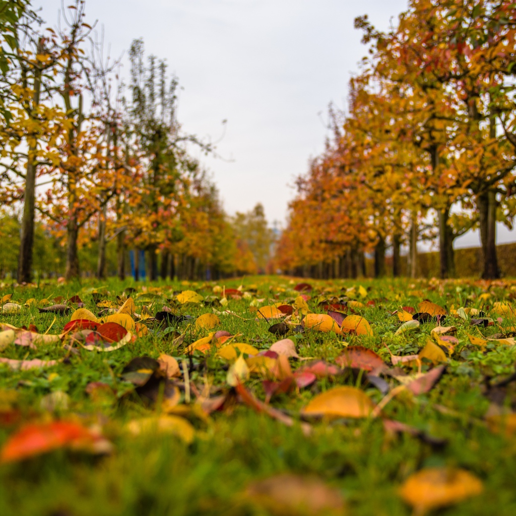 Желтые листья в осеннем парке 