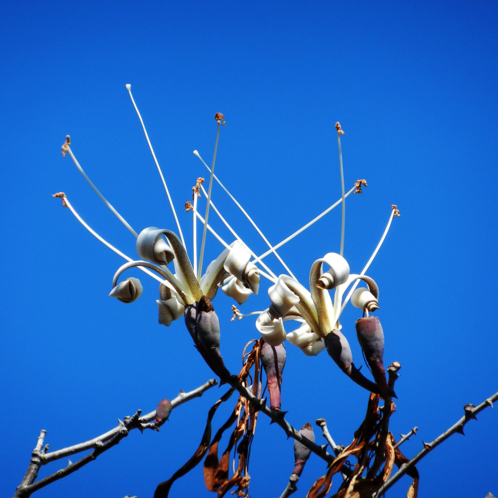 Цветы распускаются на деревьях под голубым небом весной