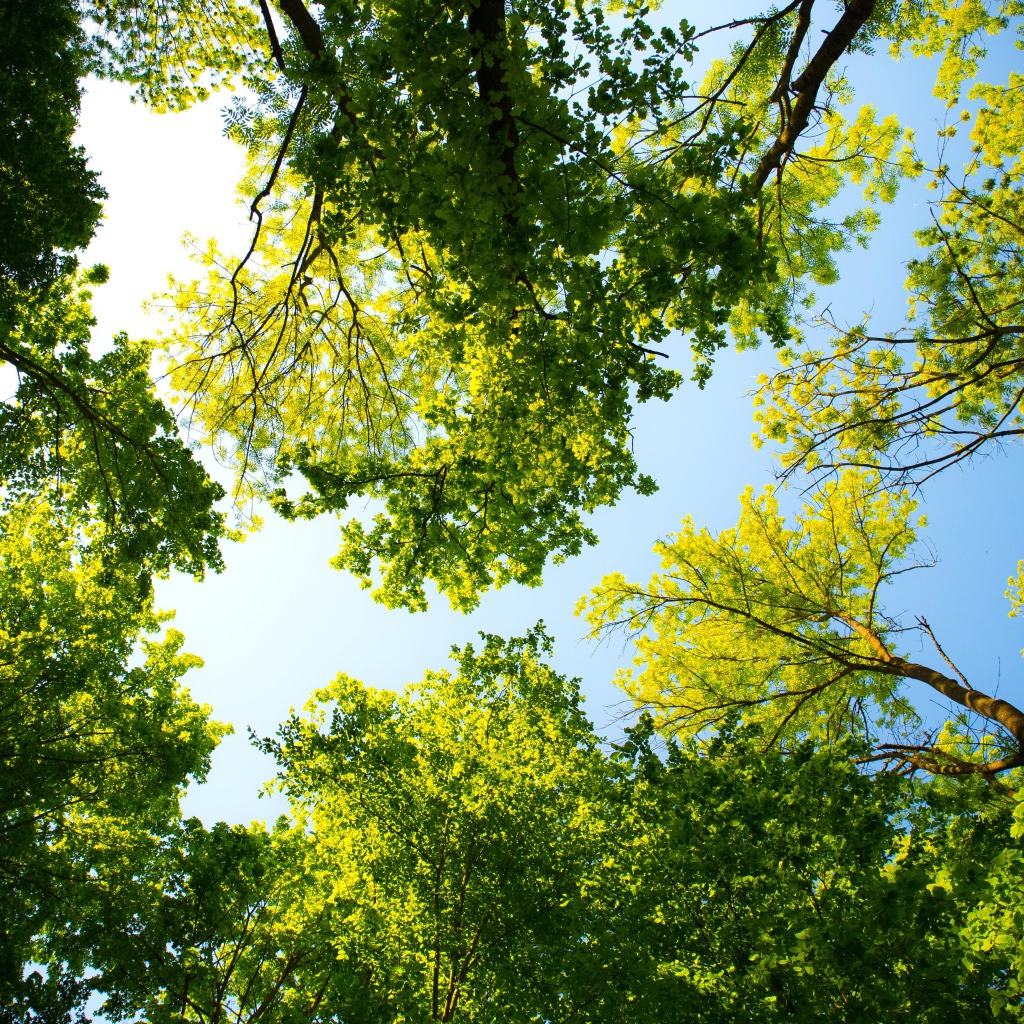 Зеленые кроны деревьев на фоне голубого неба летом