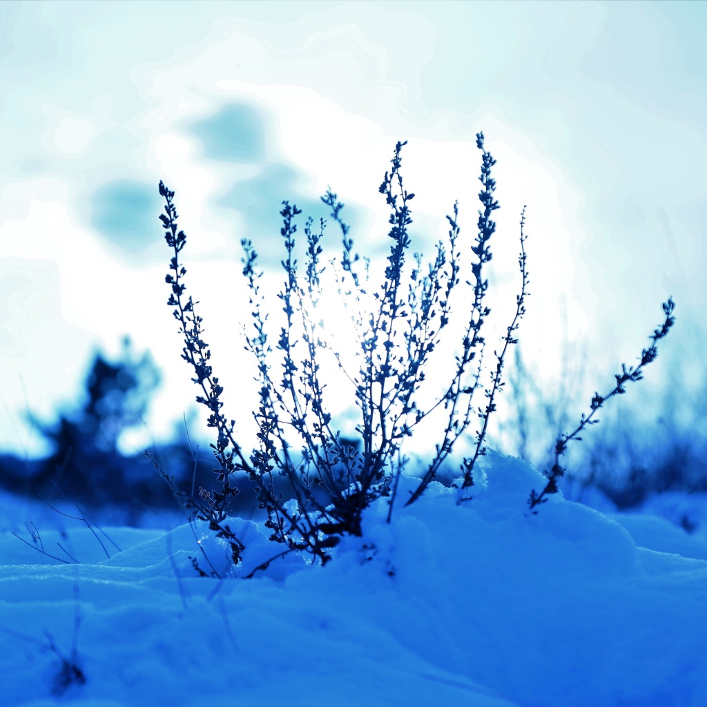 Трава в заснеженном лесу на закате солнца