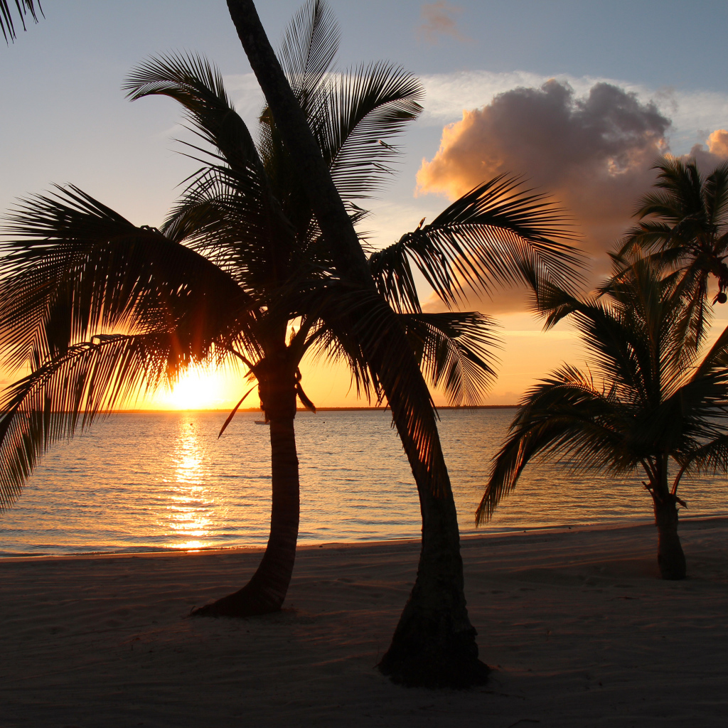 Large palm trees on the sand against the backdrop of the sun at sunset in the ocean