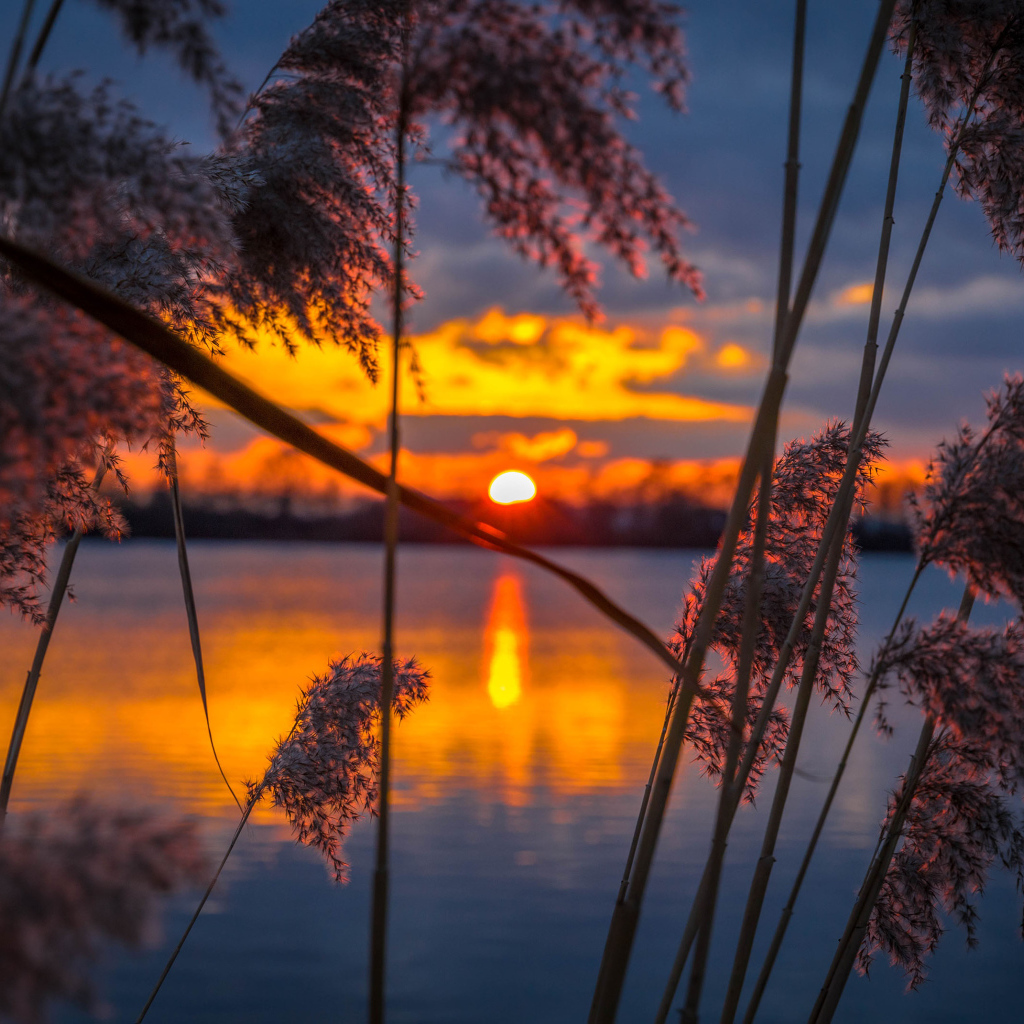 Тростник у воды на закате солнца 