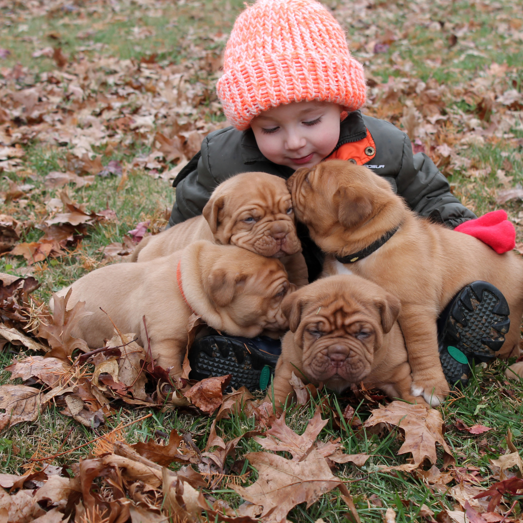 Маленькая девочка с щенками бордоского дога сидит на опавшей листве