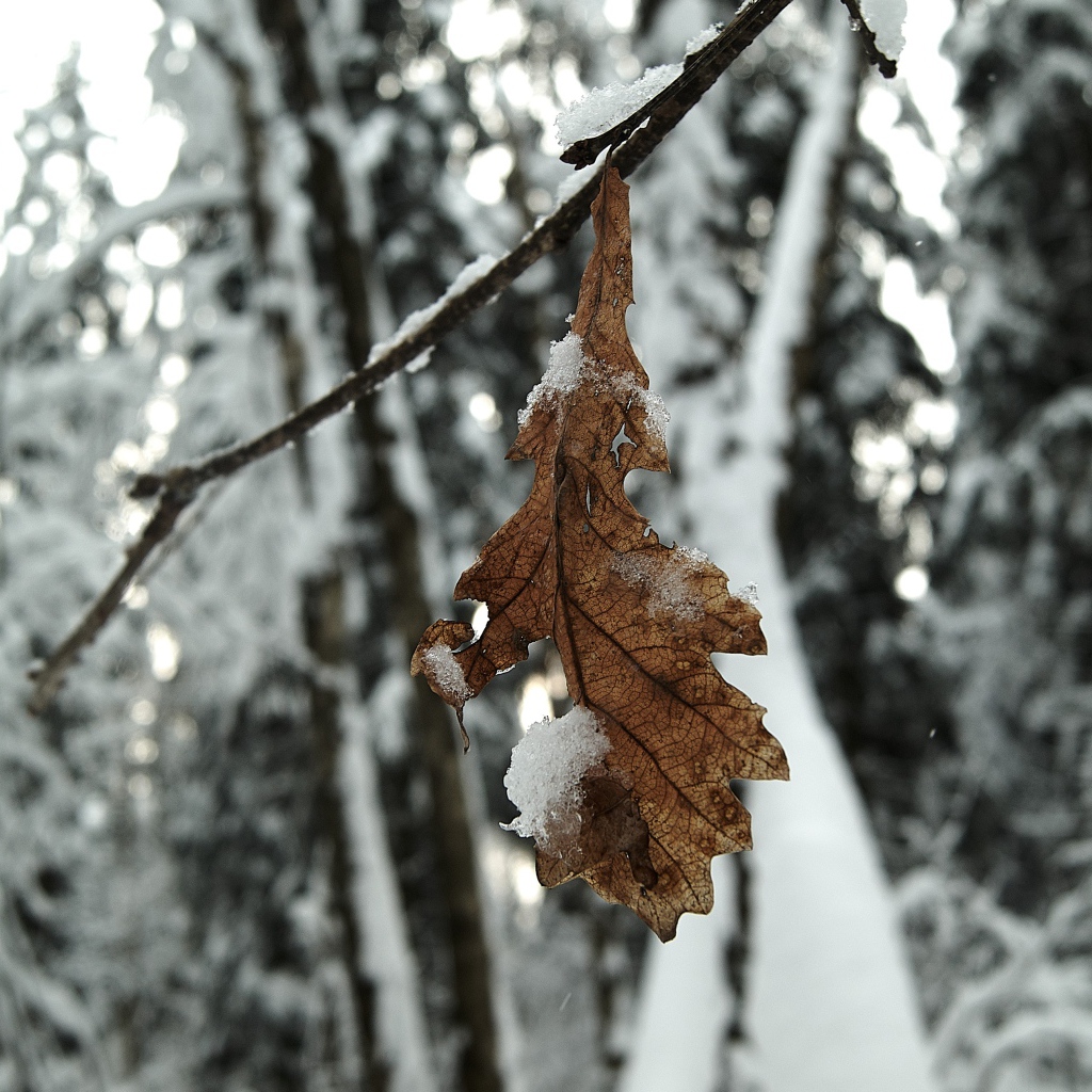 Сухой лист дуба на ветке зимой 