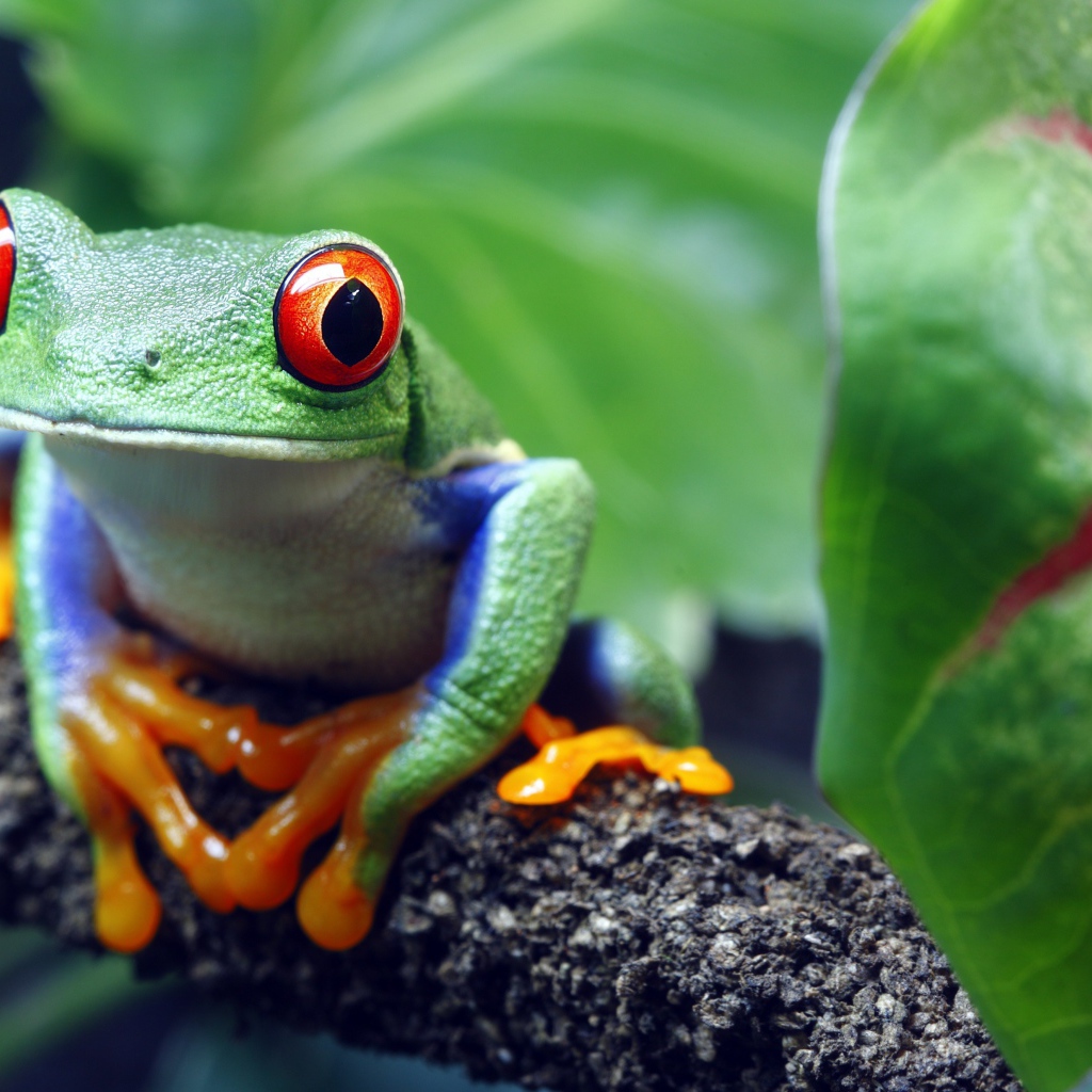 A big green frog with red eyes sits on a branch
