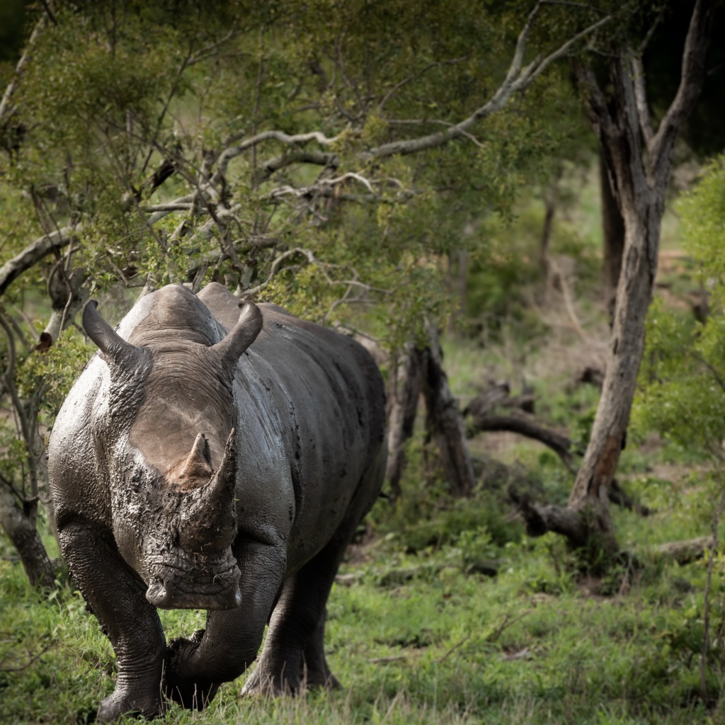 Большой носорог в грязи идет по траве
