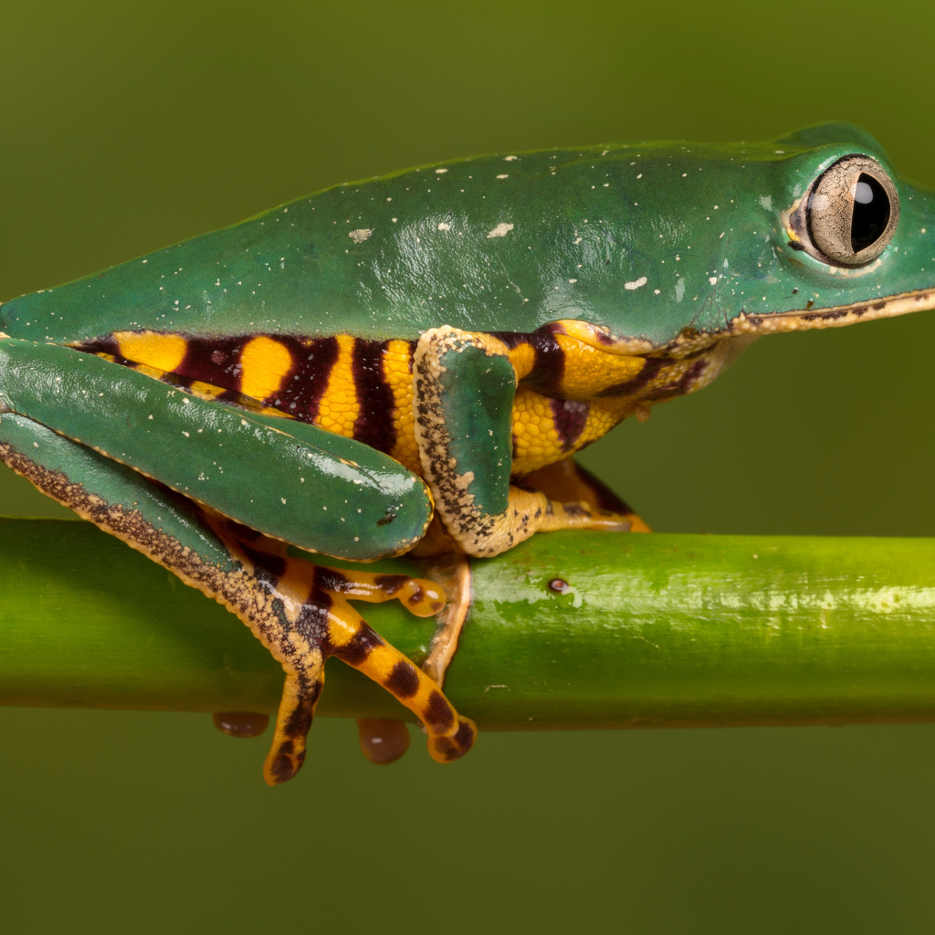 A green frog with a yellow belly sits on a green branch