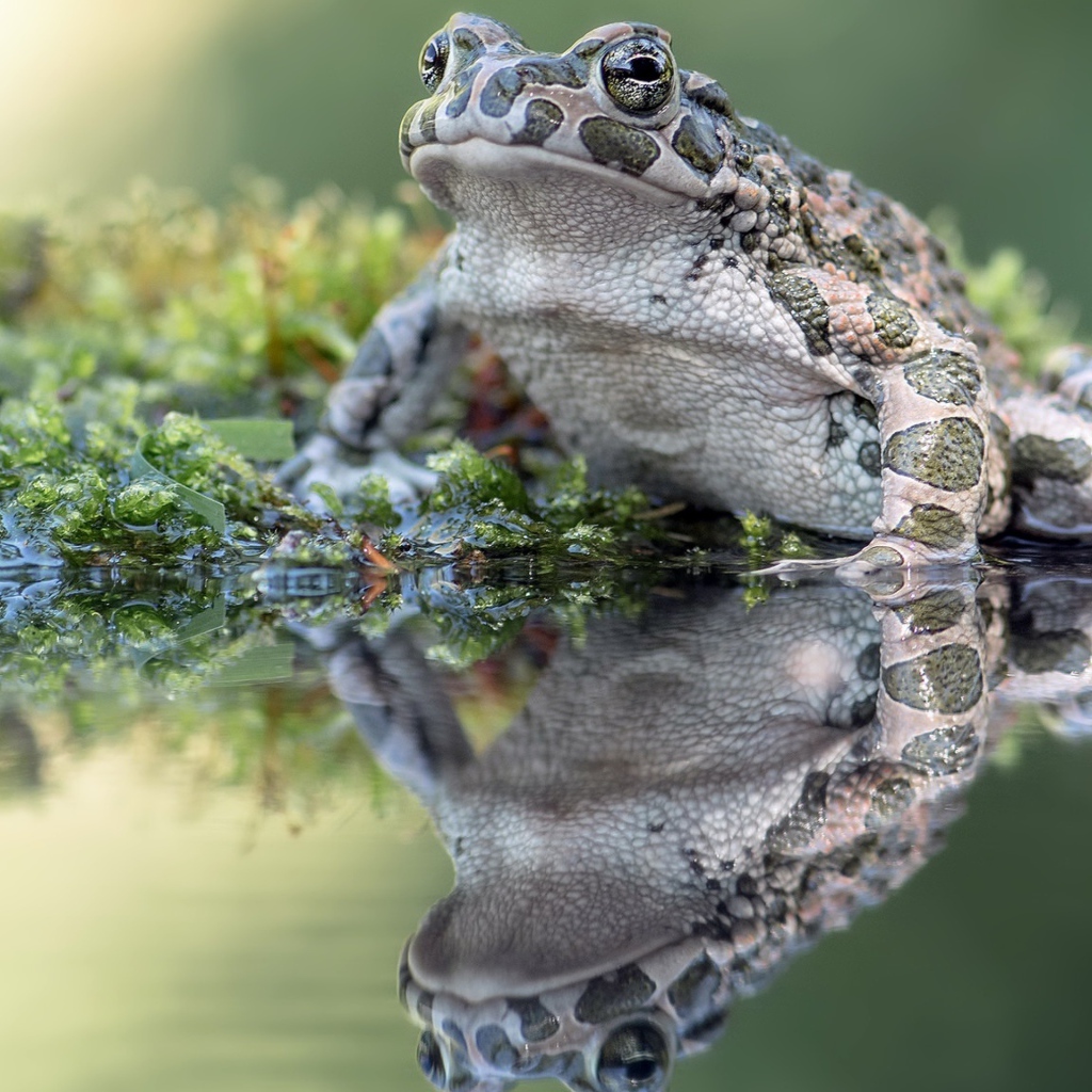 Большая лягушка сидит на водорослях в пруду
