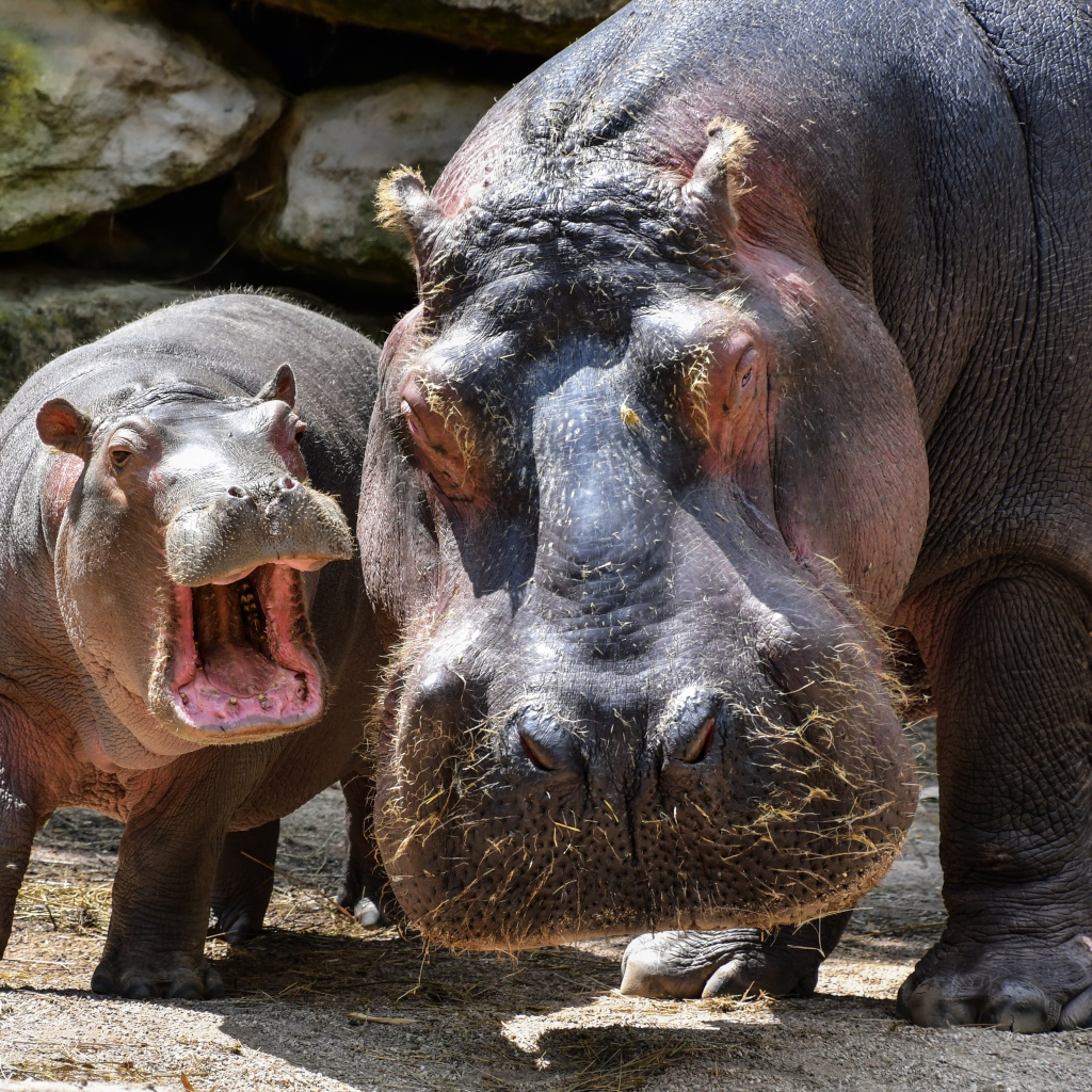 Big hippo with cub at the zoo