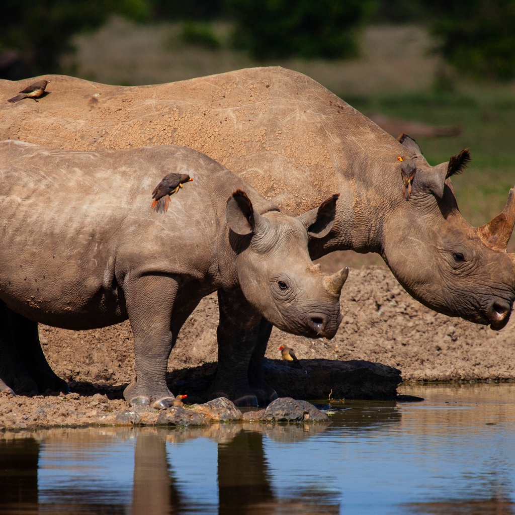 Большой носорог с детенышем у воды