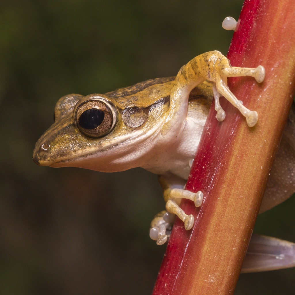 Лягушка сидит на растении крупным планом