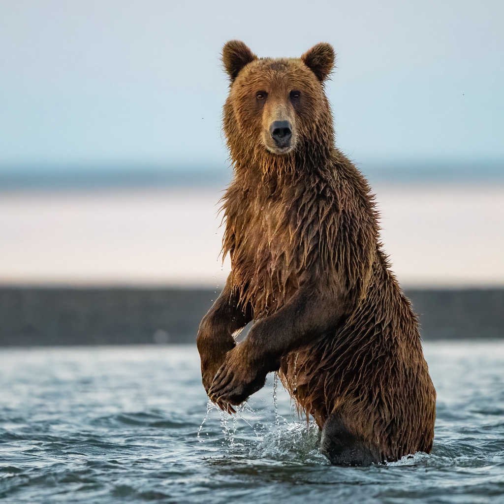 Большой бурый медведь охотится в реке 