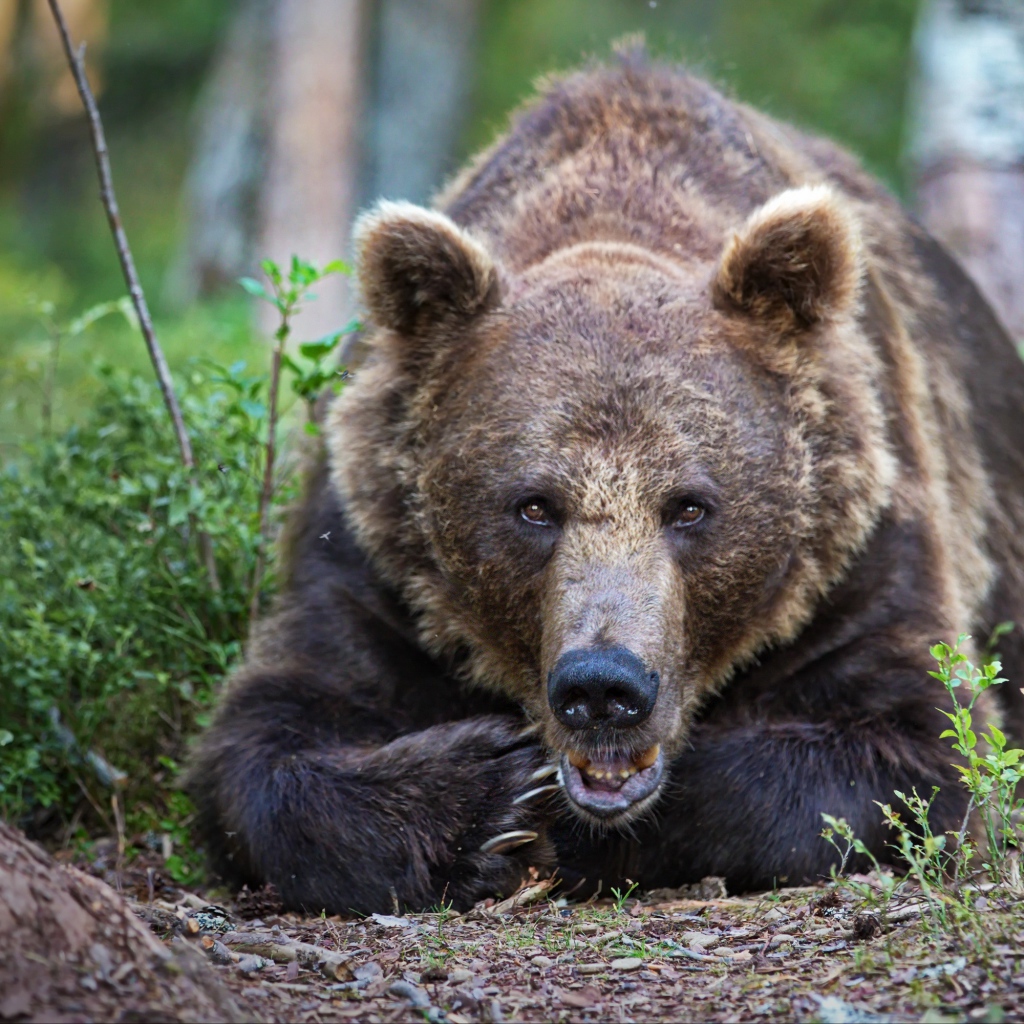 Большой бурый медведь лежит в лесу у дерева