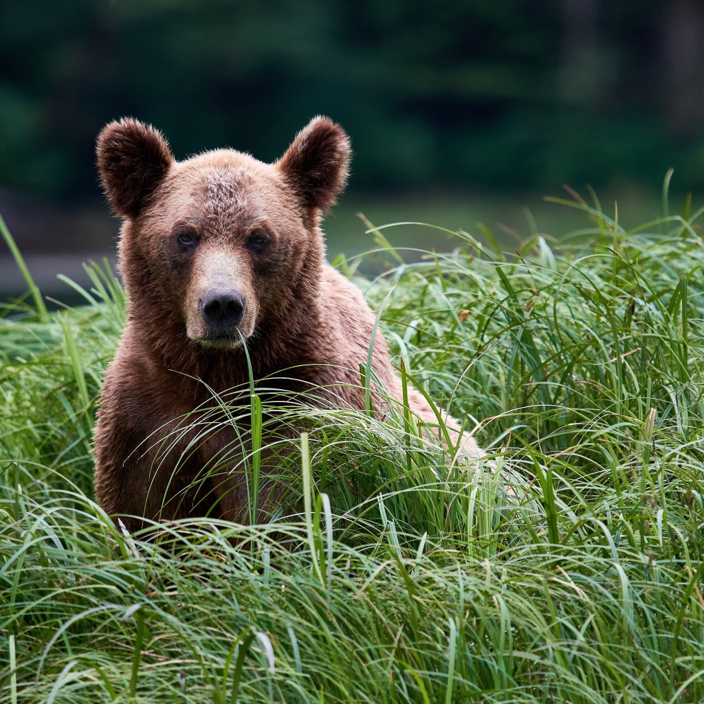 Большой бурый медведь сидит в высокой зеленой траве 