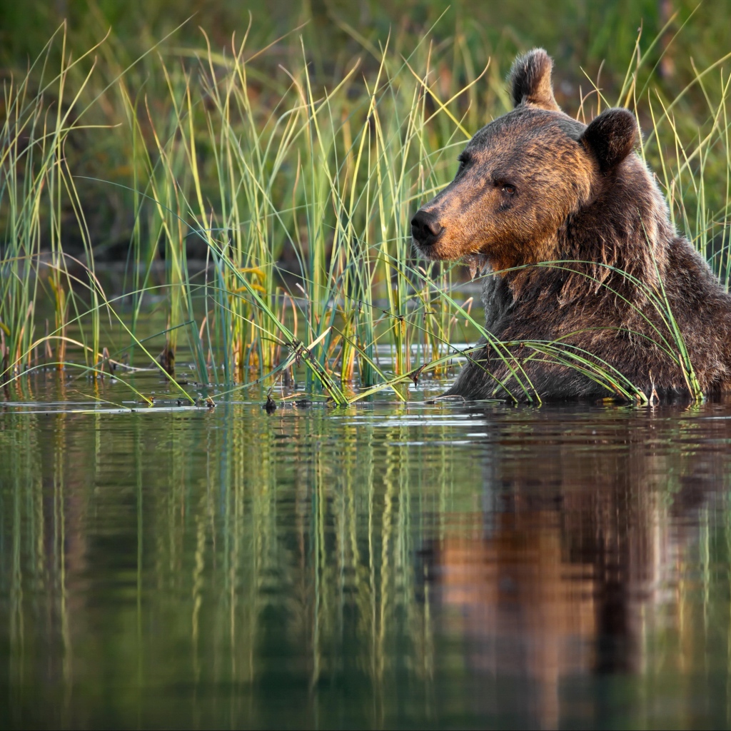 Большой бурый медведь сидит в воде 