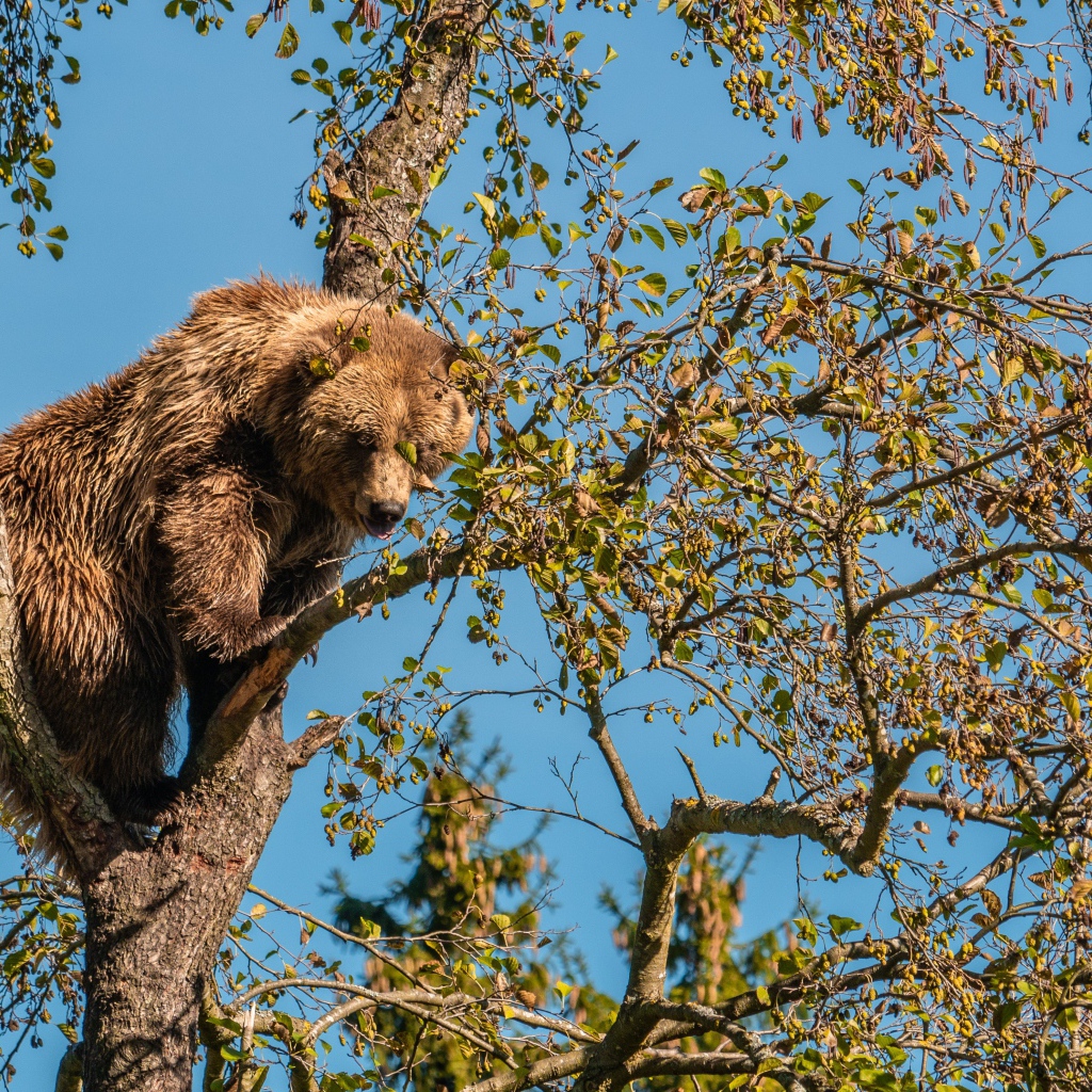 Большой бурый медведь сидит на ветке дерева 