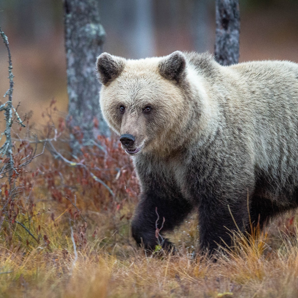 Большой бурый медведь идет по сухой траве