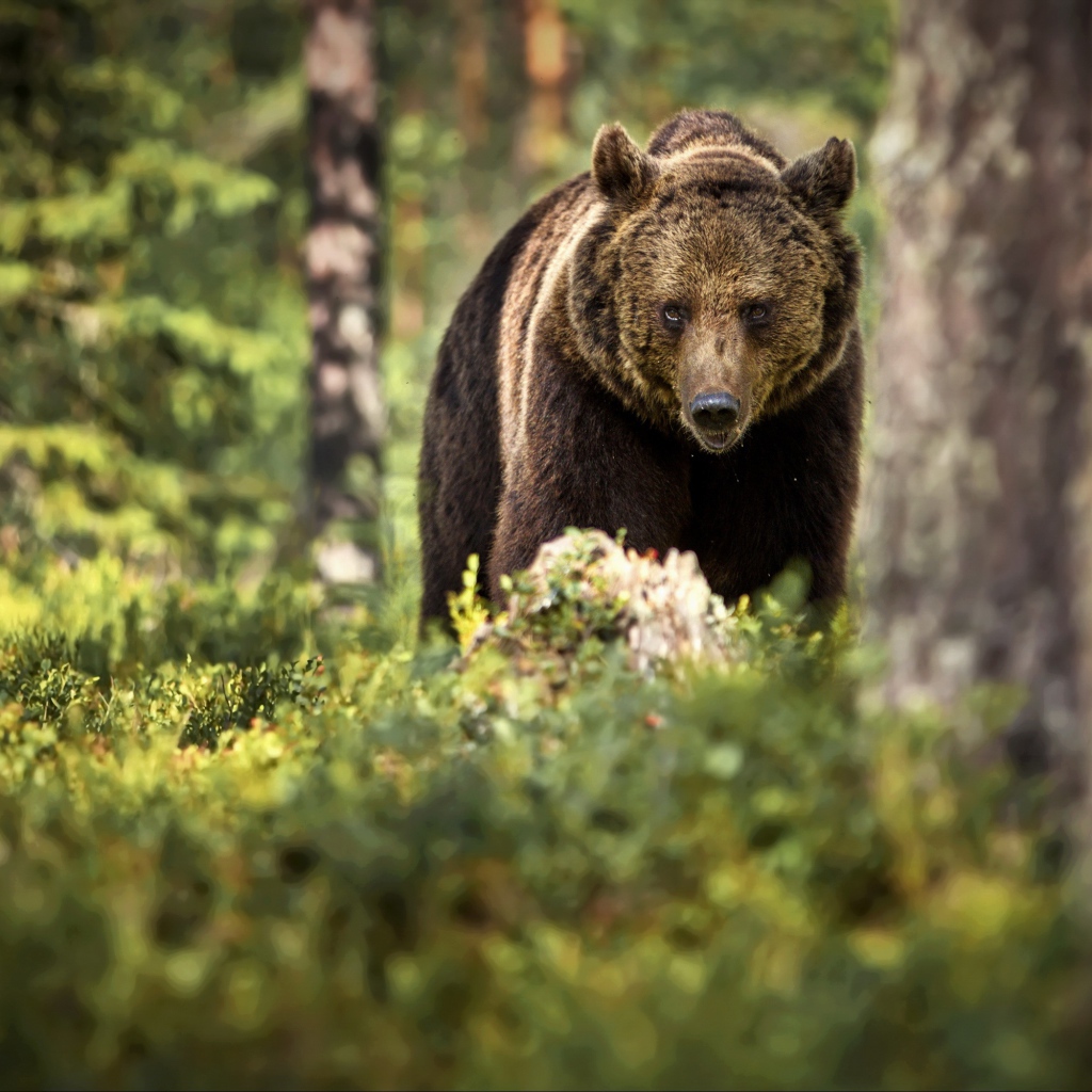 Большой бурый медведь идет по лесу